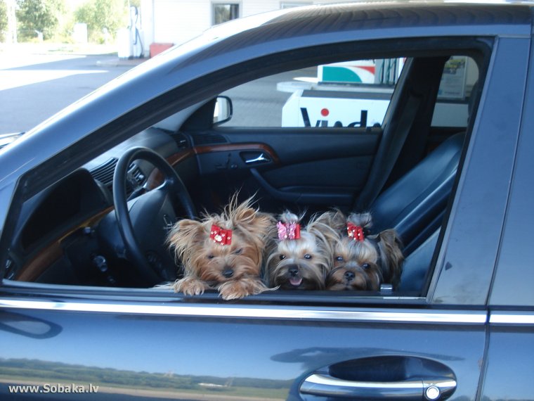 Йорк в машине