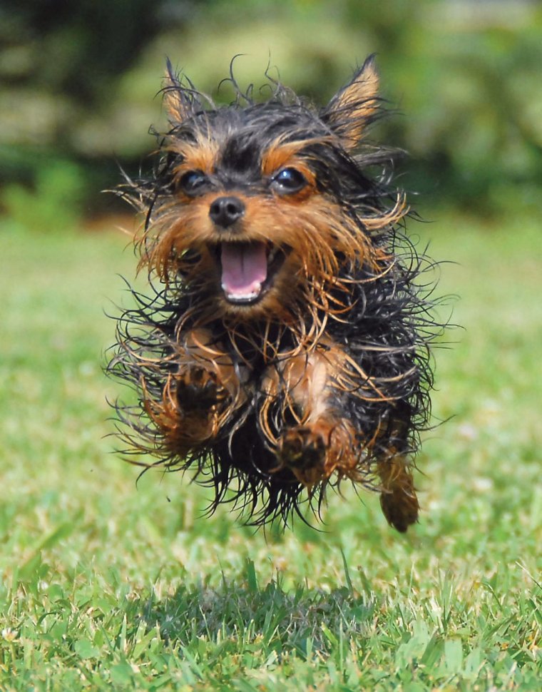Йоркширский терьер лохматый
