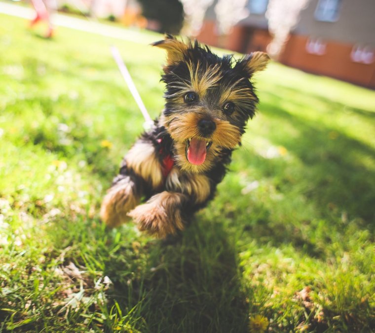 Смешные йорки щенки