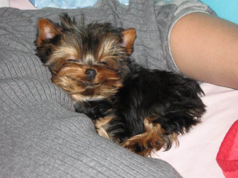 Йоркширский терьер мини злой