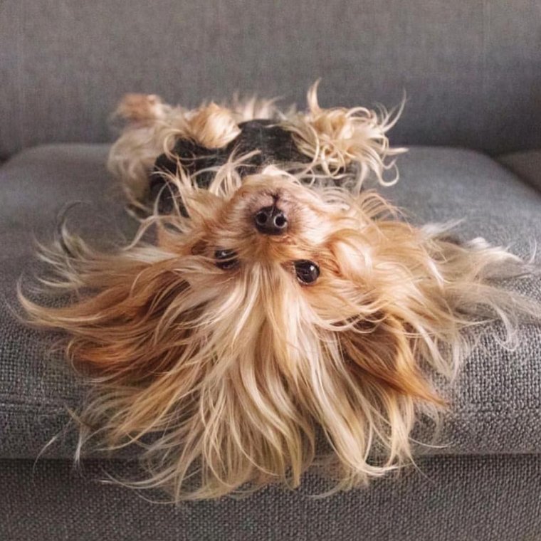 Йоркширский терьер лохматый