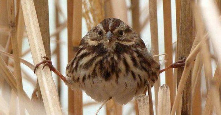 Смешной Воробушек