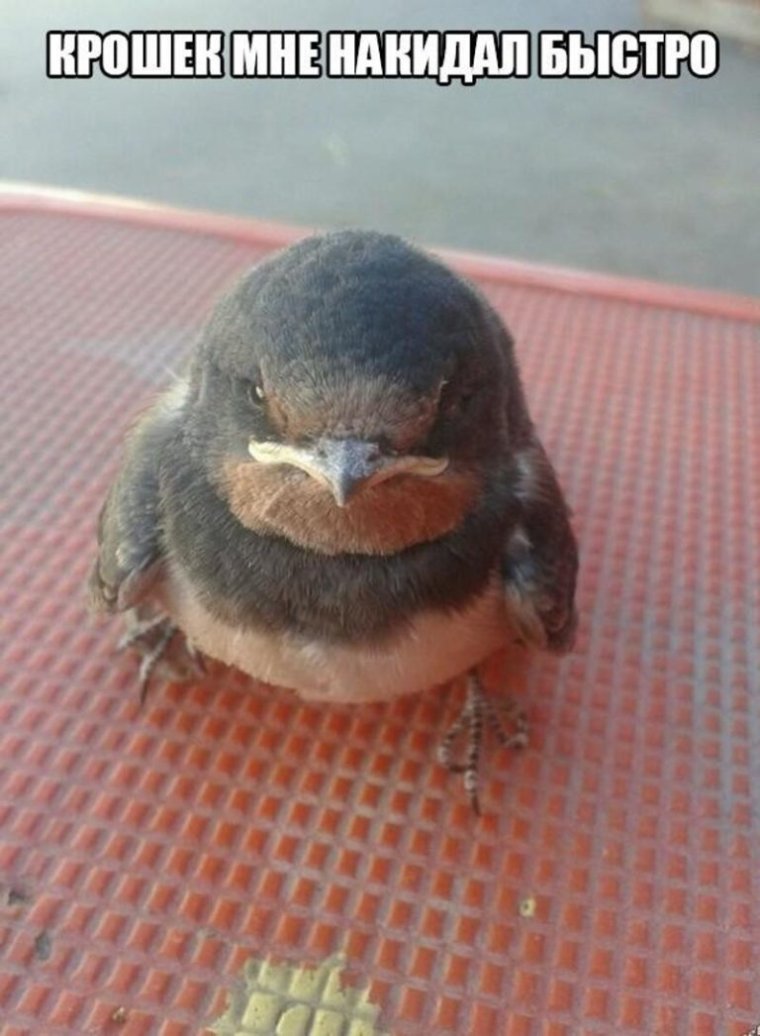 Мемы про воробушка
