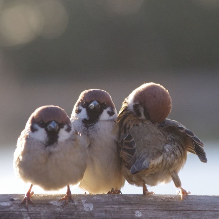 Маленький Воробей