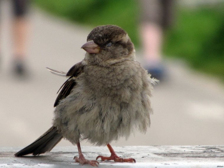 Наглый Воробей
