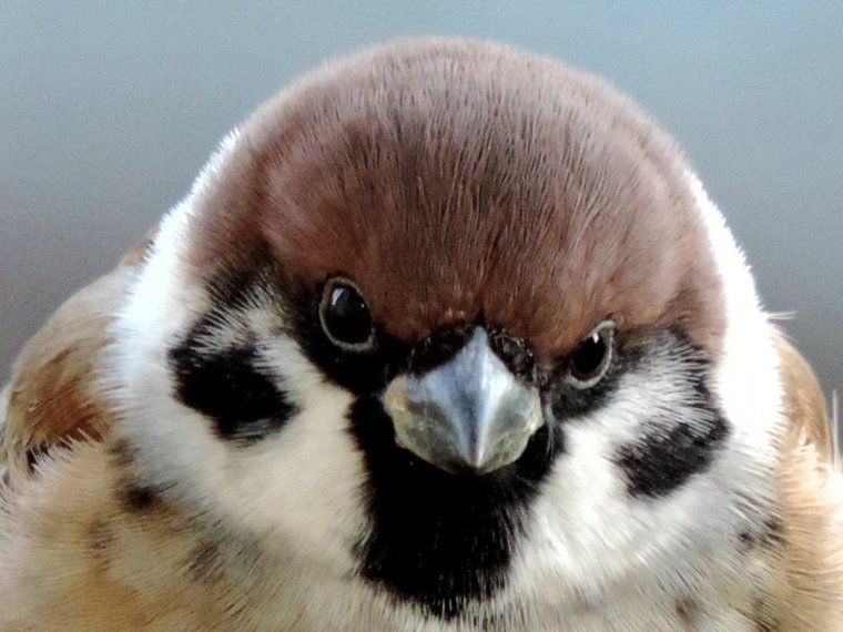 Смешные моменты животных