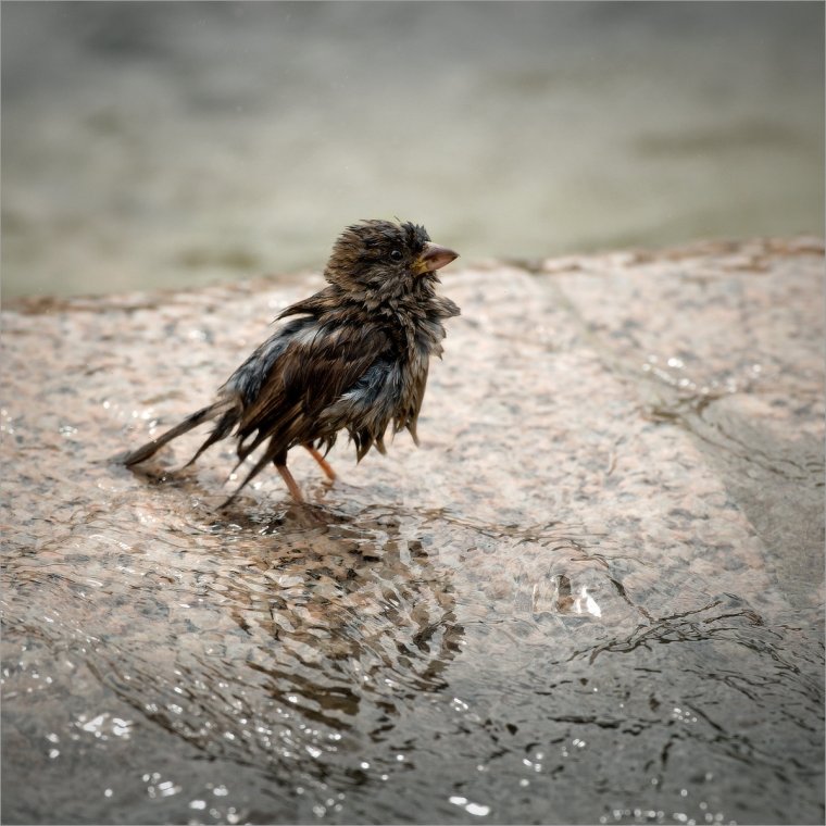 Мокрый Воробей