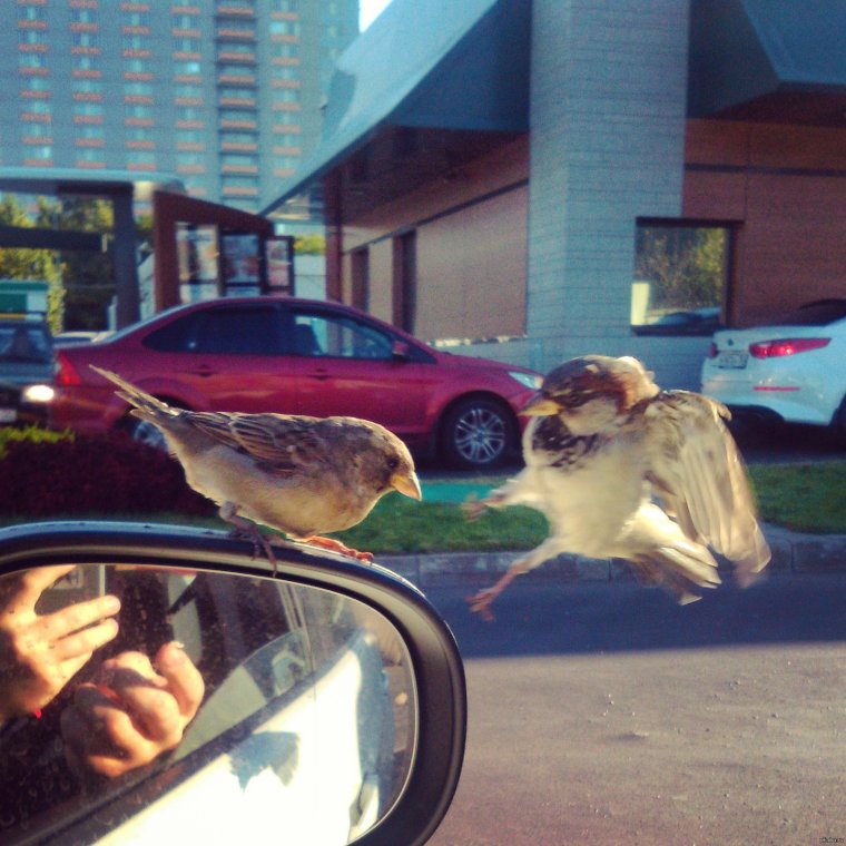 Гигантский Воробей