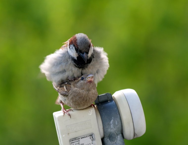 Воробушки одежда