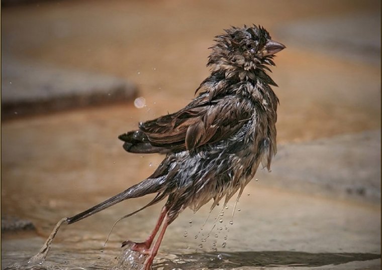 Мокрая птица
