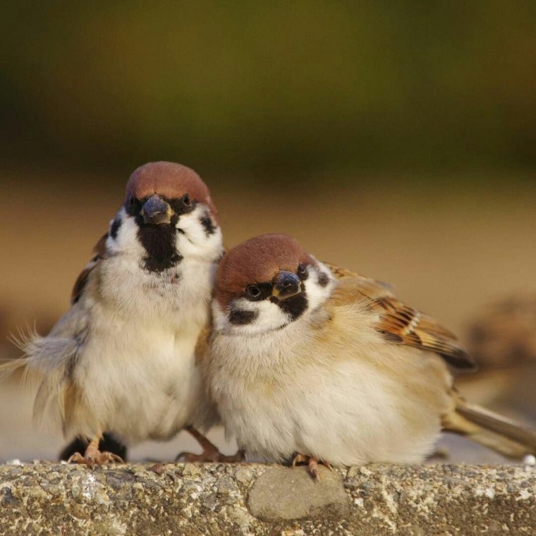 Забавный Воробей