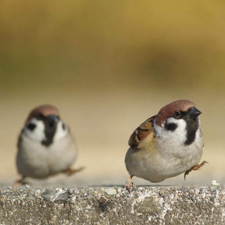 Милые воробушки