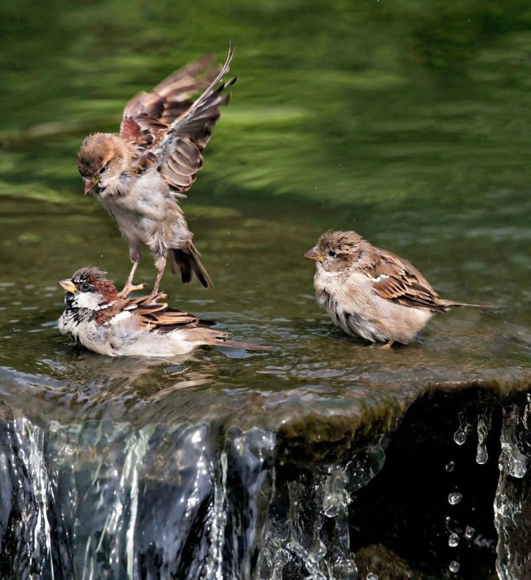 Смешной Воробушек