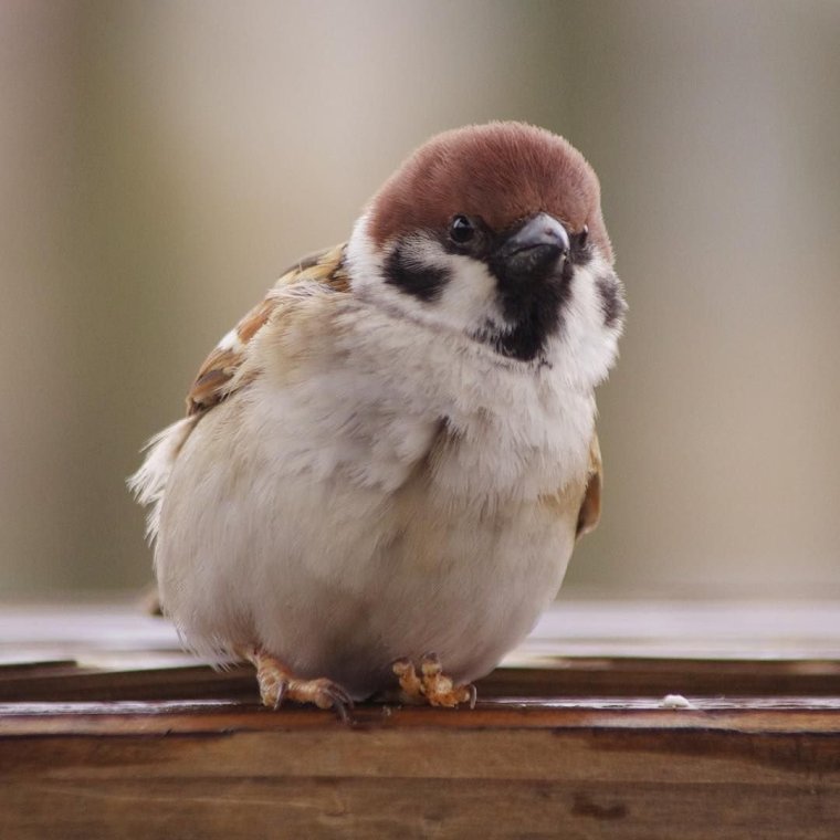 Птица с клыками