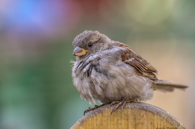 Крутой Воробей