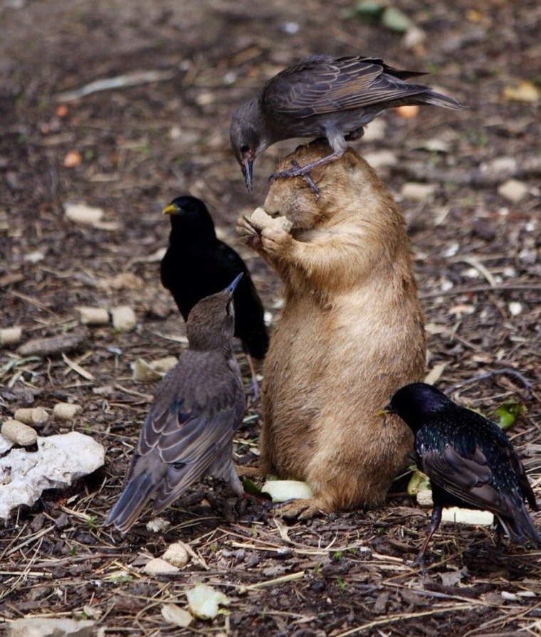 Бухие воробушки