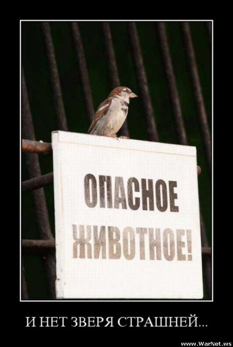 Воробей Мем