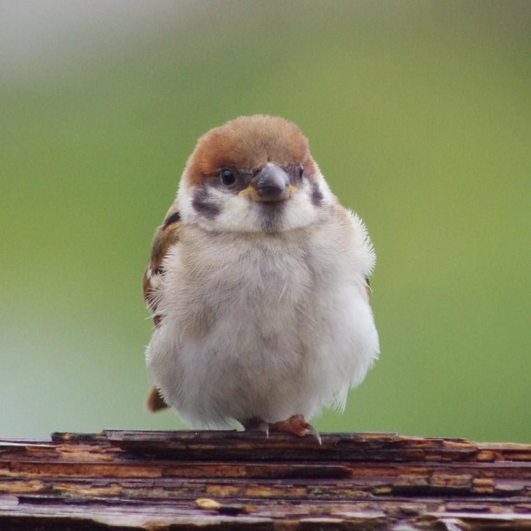 Воробей прикольный
