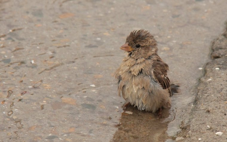 Мокрый Воробушек