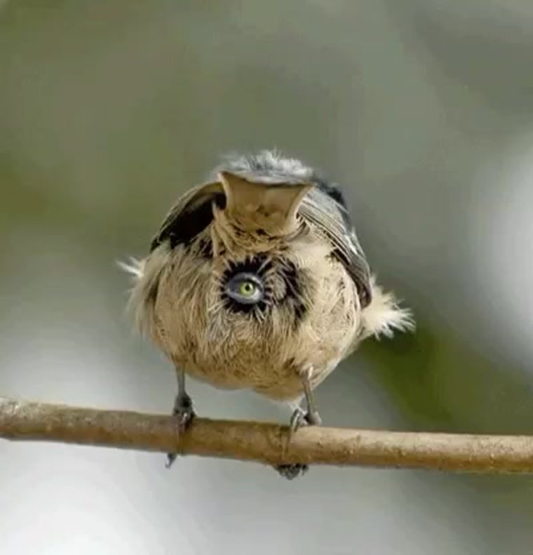 Смешной Воробей