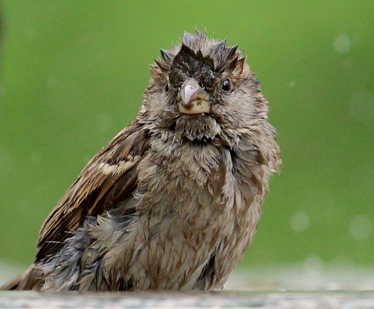 Воробушек растрепанный