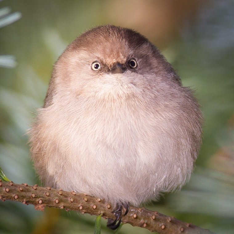 Жирная птичка