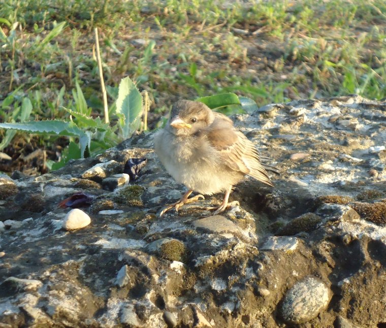 Зоопарк воробьи