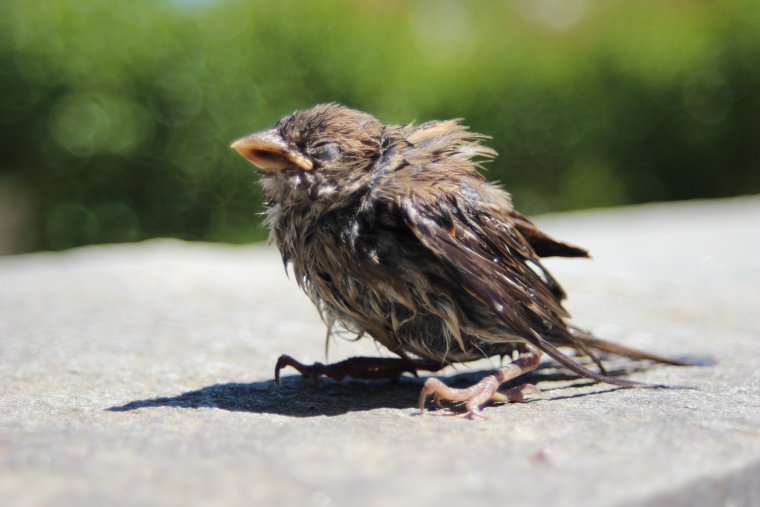 Взъерошенный Воробей