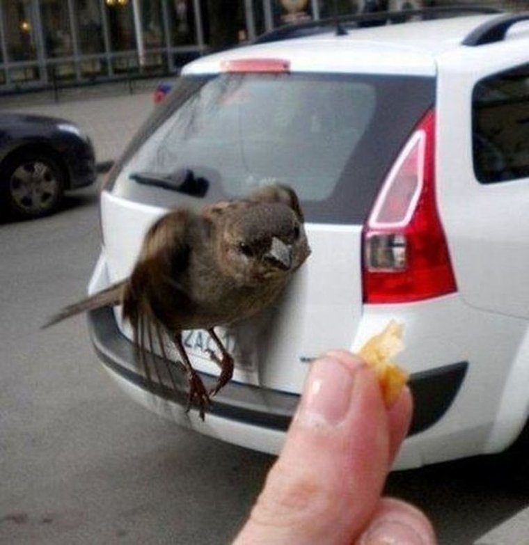 Обкаканная машина птицами