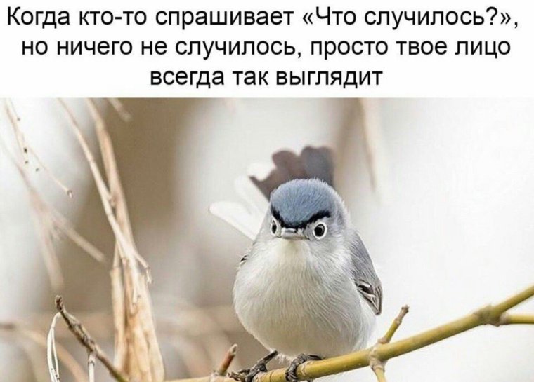 Мелкий Воробей смешной