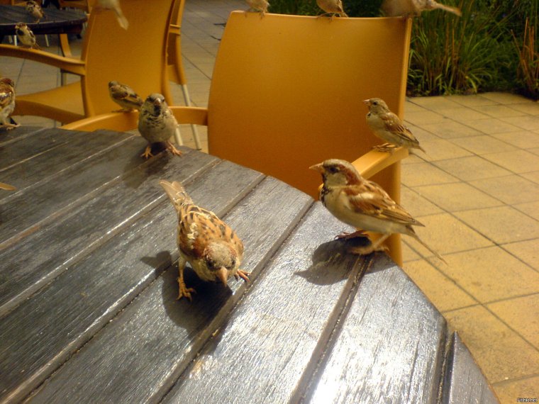 Линька у Воробьев