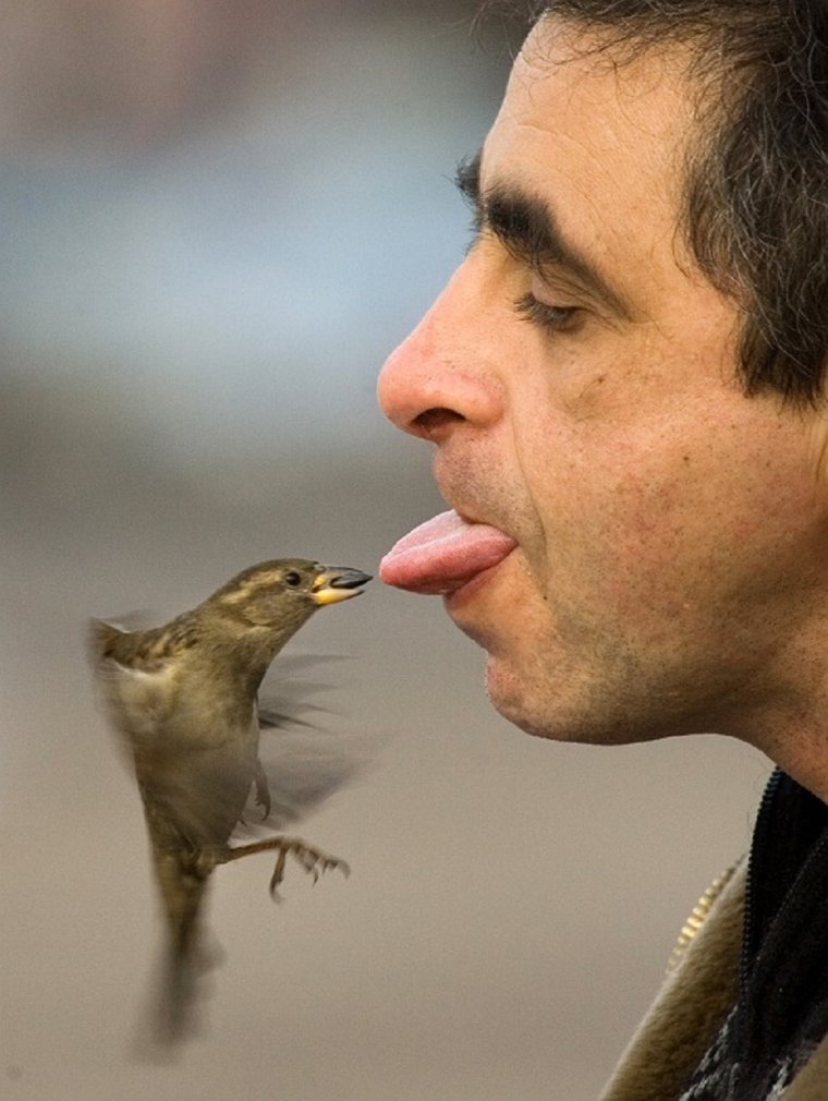 Толстые воробьи