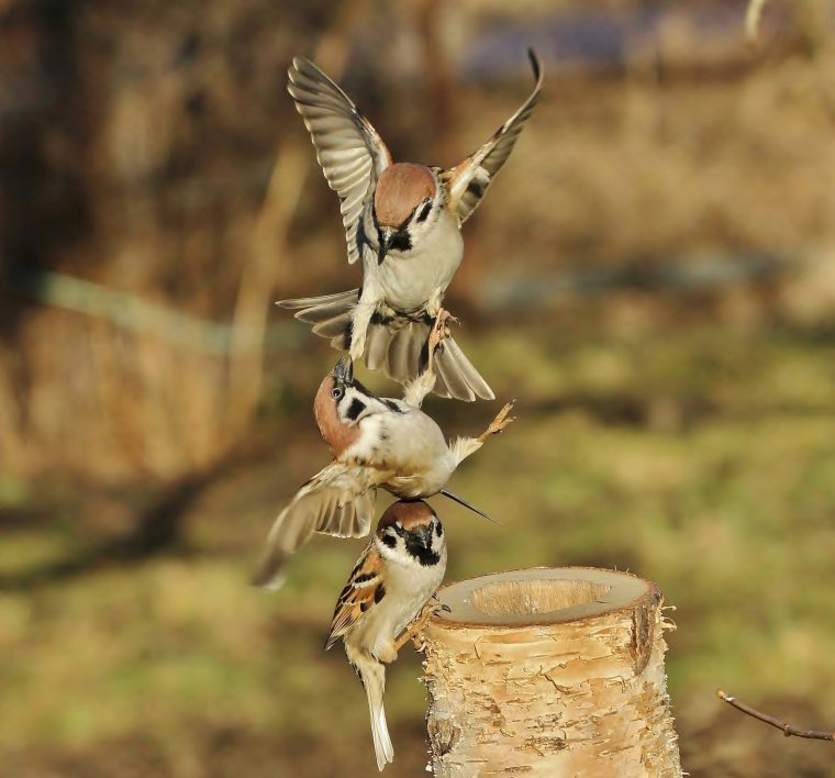 Забавный Воробей