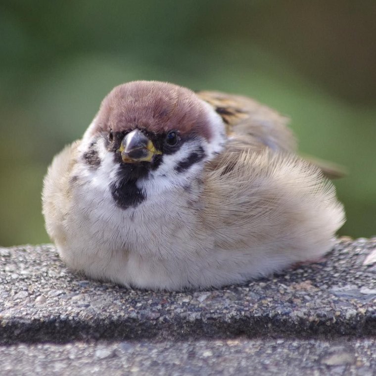 Пушистый Воробей