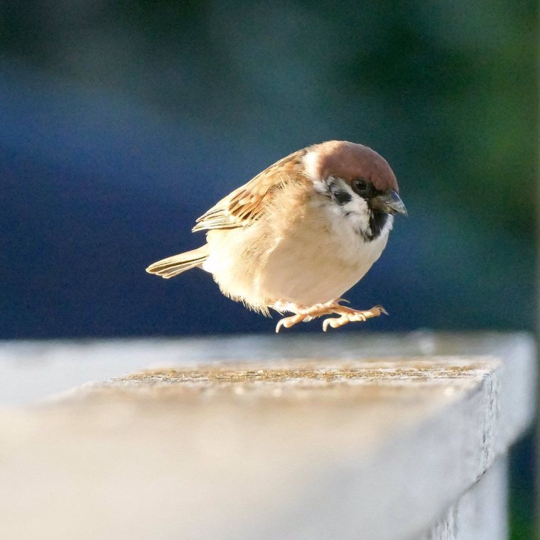 Маленький Воробушек