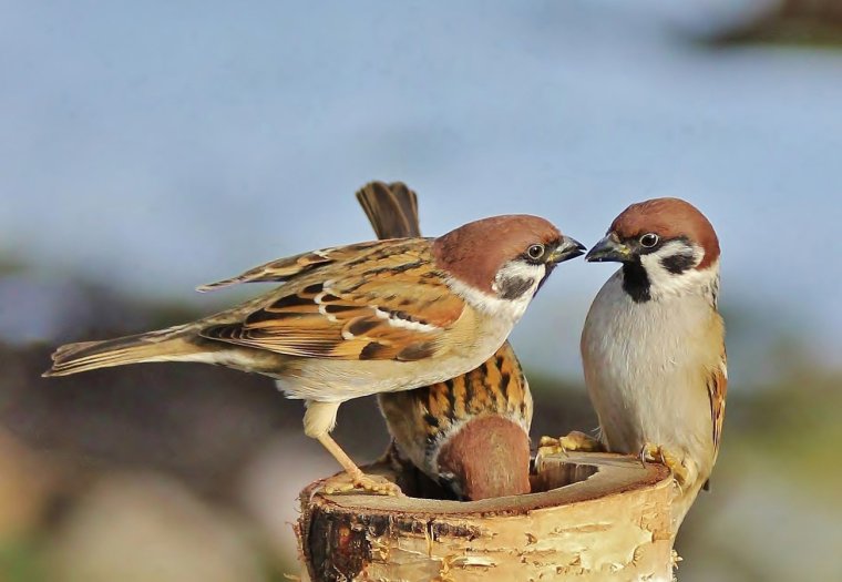 Это птица Мем