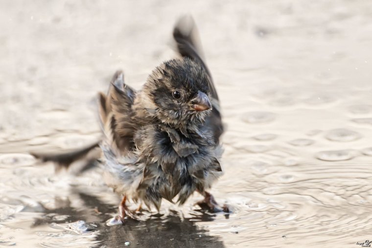 Чижик лохматый