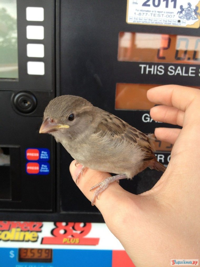 Воробей прикол