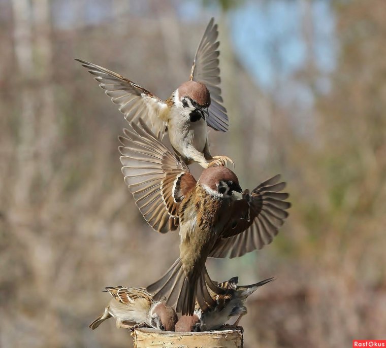 Забавный Воробей