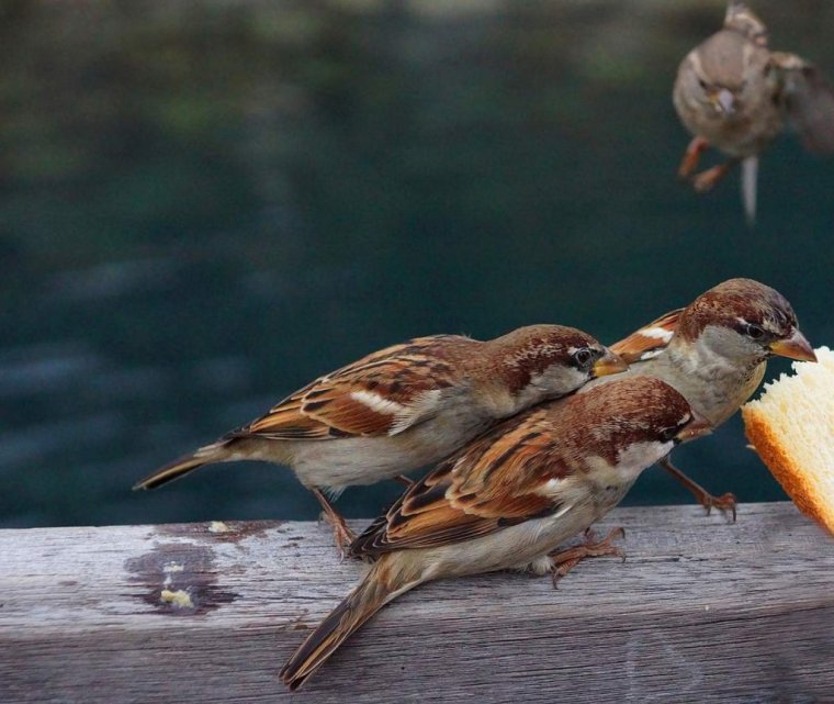 Смешной Воробей