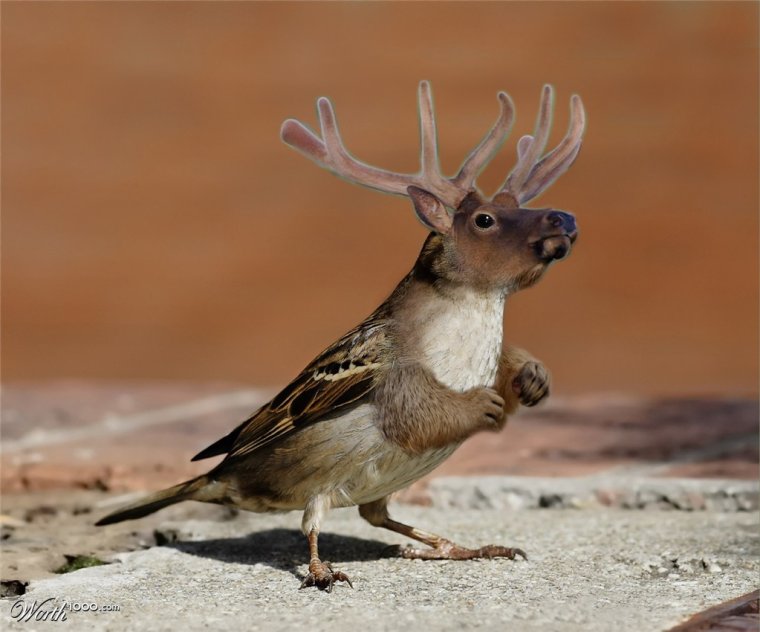 Животные прячутся от дождя