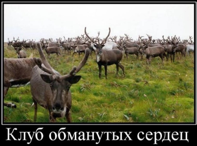 Шутки про оленей