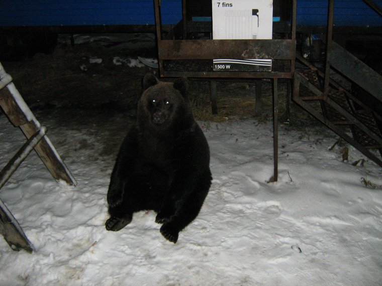 Медведь негр