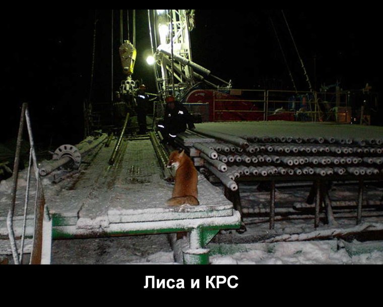 Вахтовики олени