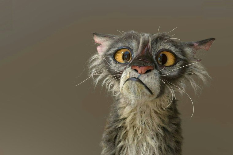 Растрепанный кот