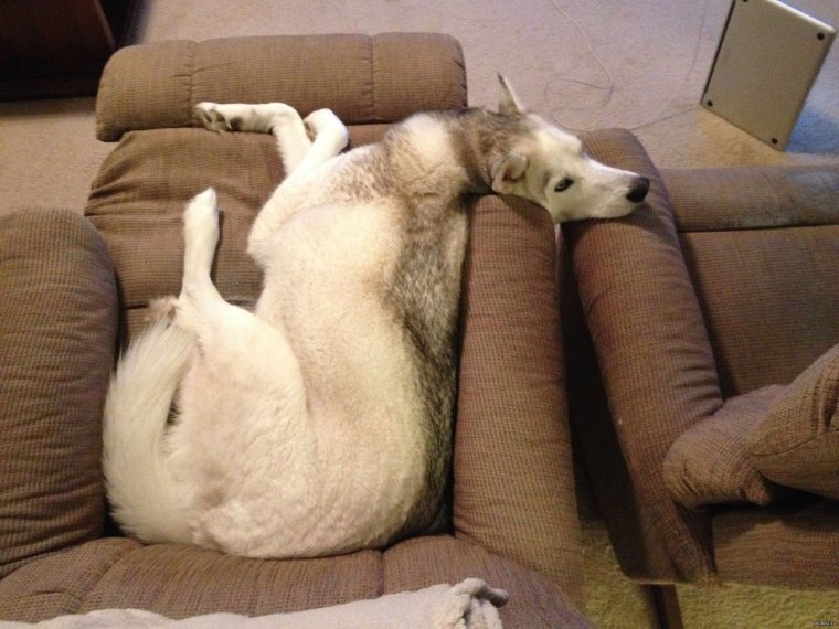 Скука смешные