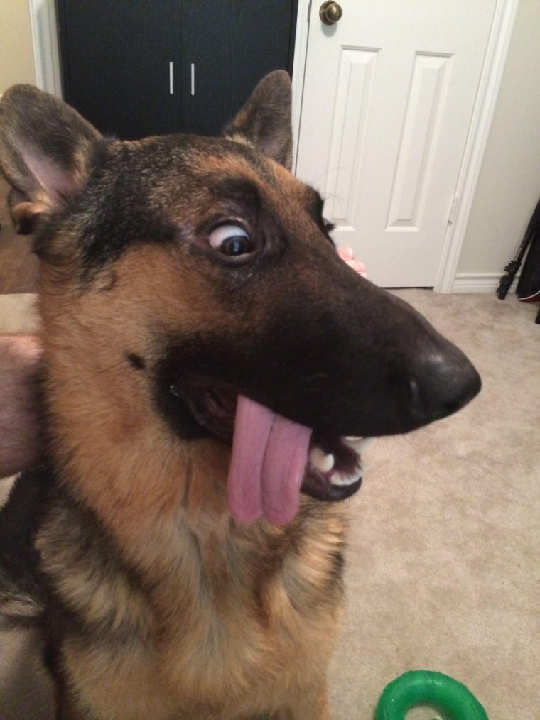 Мемы с собаками с надписями