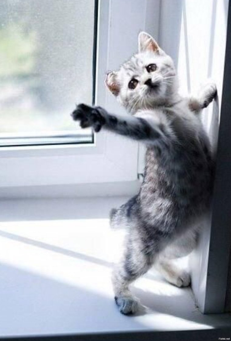 Смешной кот ждет