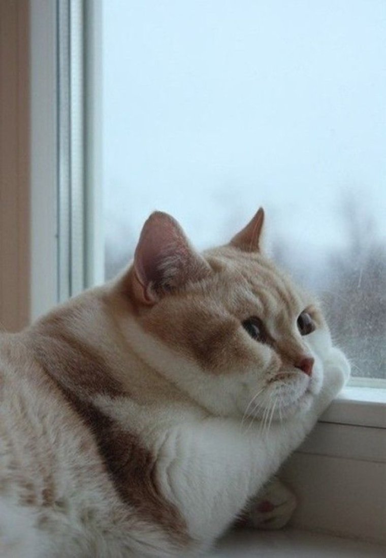 Скучающий кот