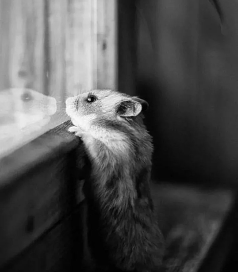 Хомячок скучает